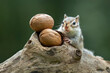 The Chipmunk (Tamias) and the walnuts.