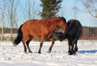 horses in winter, During the game, one of the horses arched his neck and looked up, two horses were playing