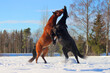 horse in winter, During the game, one of the horses stretched its neck, two horses are playing, a bay and black horse are dancing in a game in the snow