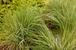 Präriegras (Schizachyrium scoparium 'Ha Ha Tonka'