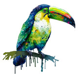 Fototapeta  - Focused depiction of a toucan bird in a vector illustration, employing watercolor techniques with a white background