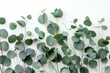 A bunch of green leaves on a white surface. Perfect for nature or environmental concepts