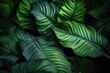 A close-up image of vibrant green leaves. Suitable for nature and environmental concepts
