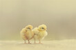 three fluffy small yellow chickens standing and looki