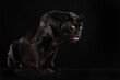Ein schwarzer Panther sitzt vor schwarzem Hintergrund und leckt sich über das Maul, Studiofoto, Panthera pardus