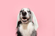 Happy easter puppy dog smiling with happy expression face. Isolated on pink pastel background