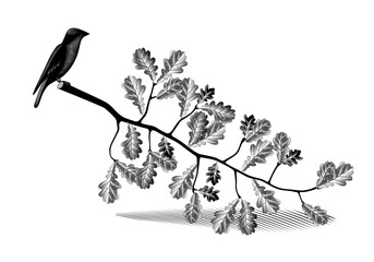 A sawn oak branch with leaves on which a bird sits. Vintage black and white engraving stylized drawing. Vector illustration