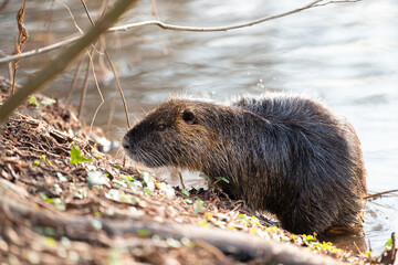 Wall Mural - Nutria, coypu herbivorous, semiaquatic rodent member of the family Myocastoridae on the riverbed, baby animals, habintant wetlands, river rat