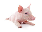 Fototapeta Zwierzęta - Little pink pig.