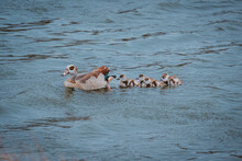 Egyptian Goose With Ducklings