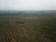 Newly Planted Forest AND FIELDS in bad weather 