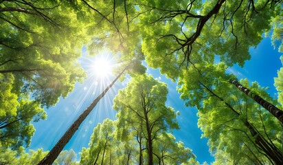 Wall Mural - Looking up Green forest. Trees with green Leaves, blue sky and sun light. Bottom view	