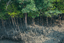 Undarbans Biosphere Reserve: Low Lying Mud Land With Thick Canopy Of Sundari Trees (Heritiera Fomes), Have Adventitious Aerial Roots That Grow Upward, Help Plant In Breathing In Saline Environment.