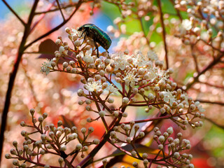 Wall Mural - Green Cetonia aurata viewed from profile flowering photinia bush