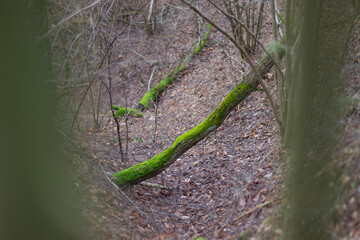 fallen trees in a forest with green moss growing on the trunks