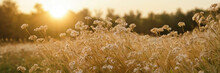 Dry Flowers And Grass In The Morning Fiels Sunrise