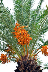 Wall Mural - Date fruits in palm tree, Ribeirao Preto, Sao Paulo, Brazil