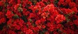 A cluster of red bougainvillea flowers in full bloom, vividly showcasing their intense color against the wall backdrop. The flowers add a vibrant touch to the space.