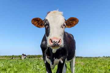 Wall Mural - Sassy cow, cute eyes and pink nose, lovely red and white, young and cute, a blue sky