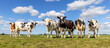 Pack cows standing in a field, a panoramic wide view