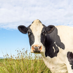 Sticker - Mature cow, black and white curious looking at camera, livestock, in a green field, blue sky