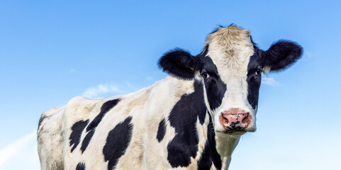 Poster - Milker cow black and white, pink nose, in front of a blue sky