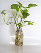Green plant cuttings growing roots in a clear water bottle, used for simple home propagation.