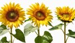 sunflower flowers set isolated png with transparent background flat lay without shadow