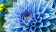blue dahlia petals macro floral abstract background close up of flowes dahlia chrysanthemum for background soft focus