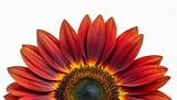 Fototapeta Kwiaty - red flower sunflower isolated on a white background
