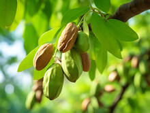 Close Up Of Pecan Nuts Growing On A Tree, Blurry Background 