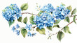 Blue hydrangea flowers branches and leaves watercolo