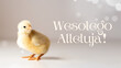 Wesołego Alleluja! - życzenia wielkanocne, pisklę, kurczaczek wielkanocny, święta