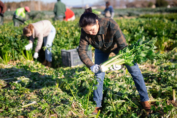 Wall Mural - Focused Asian female farmer working on vegetable plantation on spring day, gathering crop of organic celery..