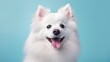 © 3DLeonardo - American Eskimo Dog  Ai Generative
