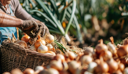 Wall Mural - Old farmer harvests freshly harvested onions in a field on a sunny day. Agriculture and farming. Organic vegetables