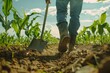 An agronomist works in a corn field using a shovel and wearing boots
