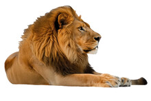 Majestic Lion Resting In Solitude Isolated On Transparent Background 