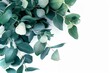 Isolated eucalyptus leaves on white background selected