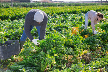 Wall Mural - African american man with team of farm workers arranging crop of ripe celery in boxes on field. Harvest time