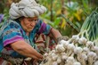 Mexican female horticulturist harvesting garlic in her garden