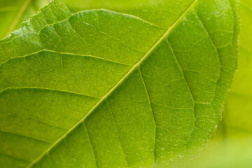 Wall Mural - Leaf Texture, veins close-up, green leaf in nature.Background texture wallpaper. Back lit natural scene