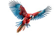 Red winged macaw flying isolated on transparent background