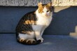 Kot odpoczywa na słońcu. Młody kocur spogląda przed siebie. Dachowiec siedzi na betonie. Kot schował się w zacienionym miejscu.