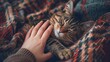 Hand of persons stroking a tabby cat