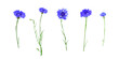 Set of blue flowers of knapweed isolated on transparent background. Centaurea cyanus.