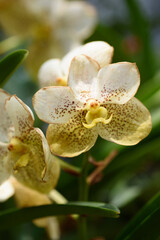 Wall Mural - Beautiful orchid flowers decorate the tropical garden