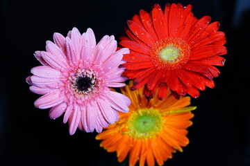 daisy cosmos flower  