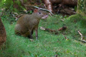 Agouti walking in a forest