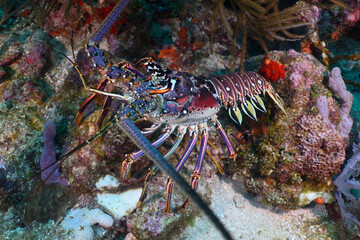 Wall Mural - Caribbean rock lobster 